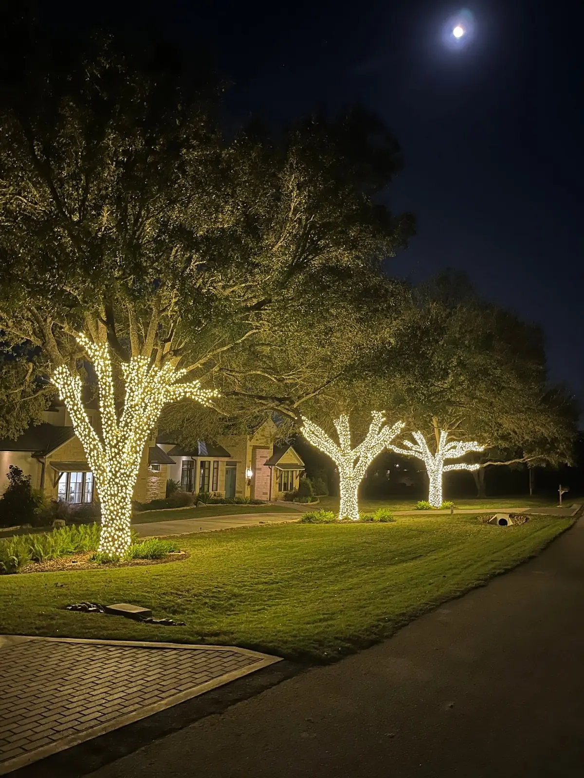 Warm white holiday lights wrapped around mature residential trees