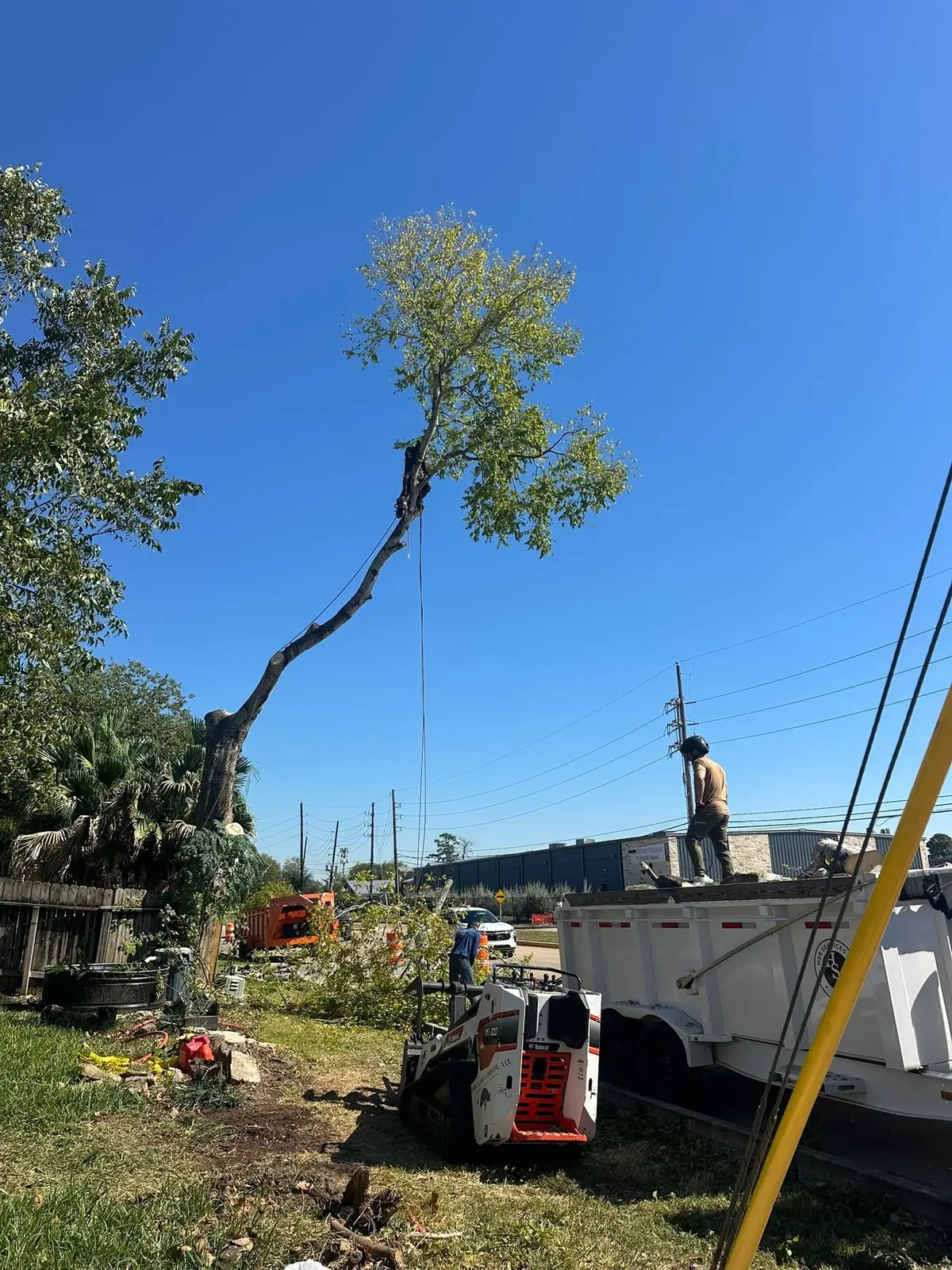 Tall tree removal coordinated beside a roadside work area