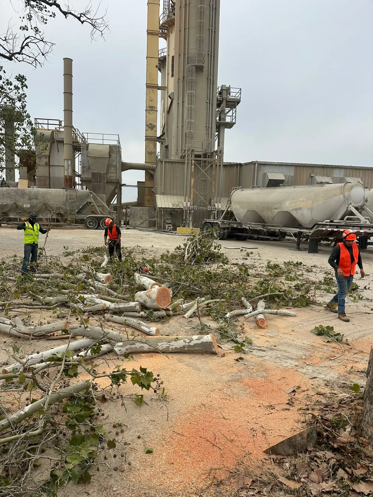 Brand S crew completing commercial tree removal and cleanup at an industrial property