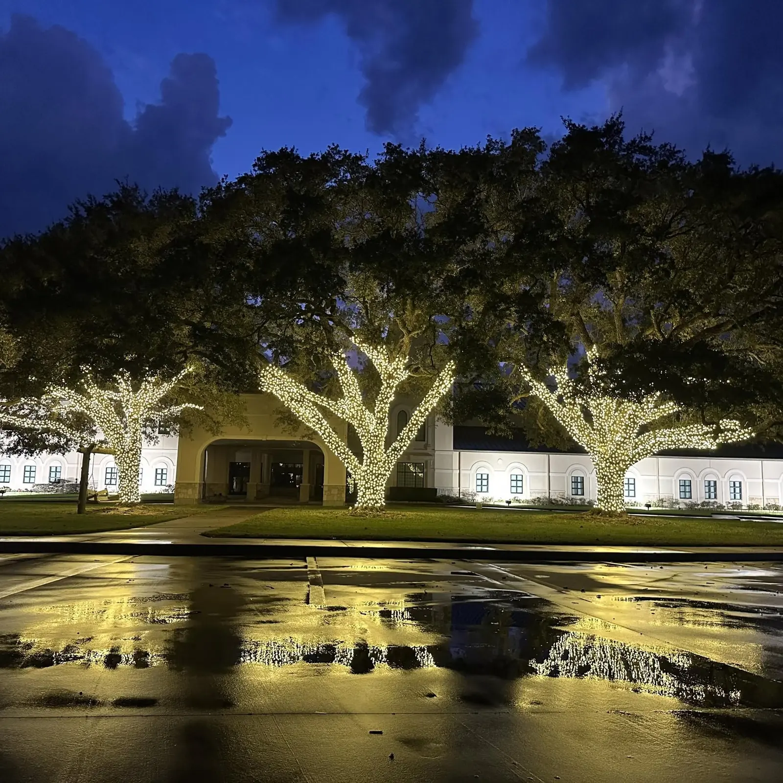 Completed holiday tree-lighting display at a large property